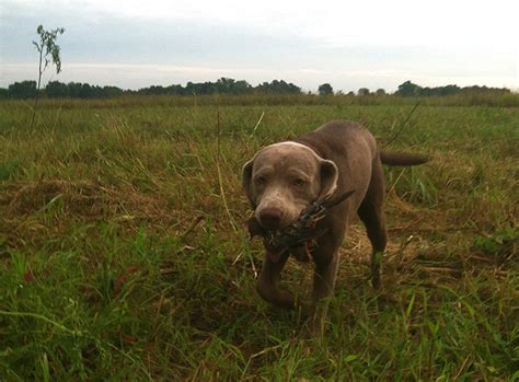 Dove hunting isn’t complicated, so don’t make it that way!