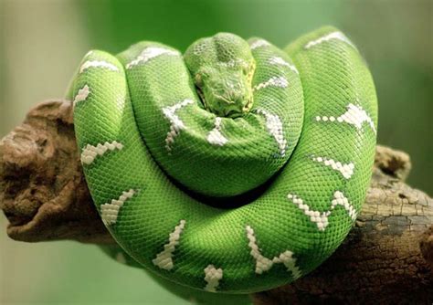 Emerald Tree Boa Facts and Pictures | Reptile Fact