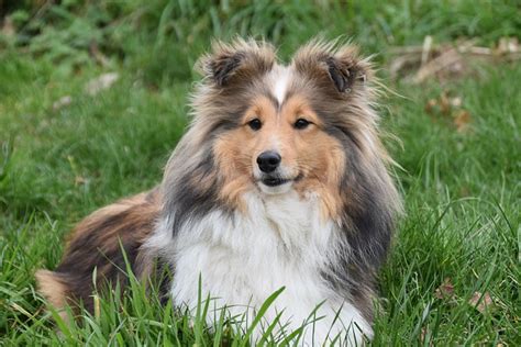 Raseprofil: Shetland sheepdog - Dyreliv.no