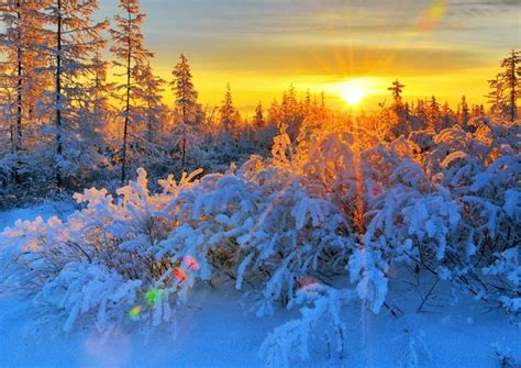 Красивые зимние картинки природы и растений - лучшие изображения