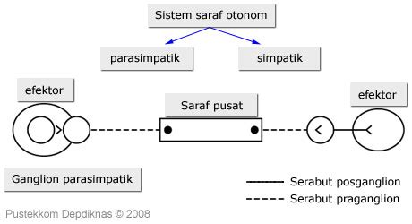 Sistem Saraf Otonom