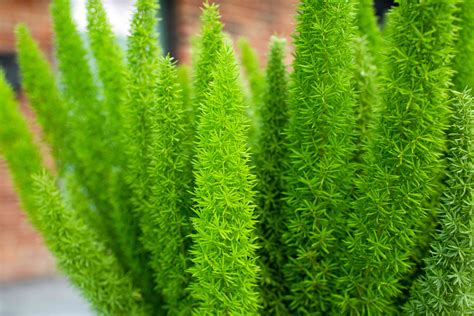 How to Grow and Care for Foxtail Fern