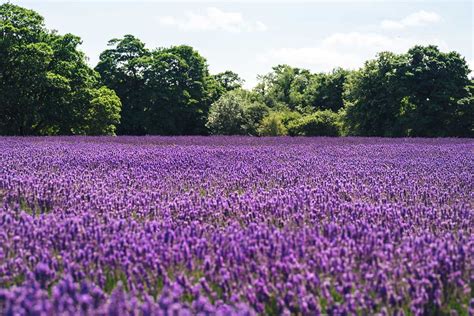 From Outdoor Eats To Fresh Flowers: What We’re Looking Forward To, June ...