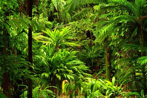 Le jardin des parfums et des épices, Saint Philippe, La Réunion