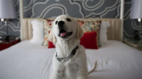 Pet-friendly hotels: 13 of the best around the world | CNN