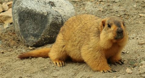 Himalayan marmot (Marmota himalayana) | Animals | Pinterest | Himalayan ...