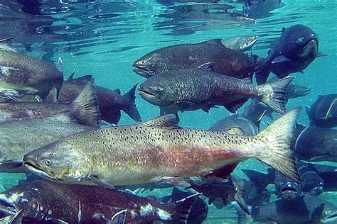 Chinook Salmon – Oncorhynchus tshawytscha - Fish