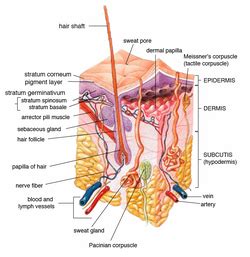 Human skin - Wikipedia