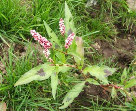 Identifying Common Garden Weeds Uk | Fasci Garden