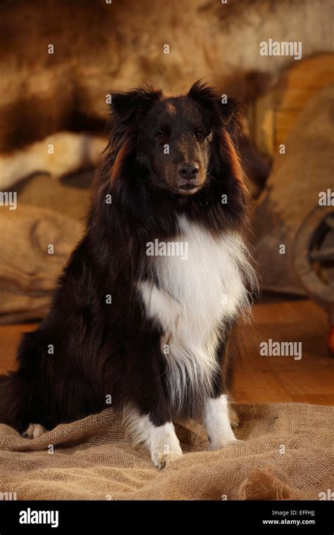 Black And White Shetland Sheepdog High Resolution Stock Photography and Images - Alamy