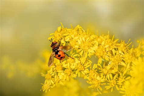 Tachinidae Photos, Download The BEST Free Tachinidae Stock Photos & HD ...