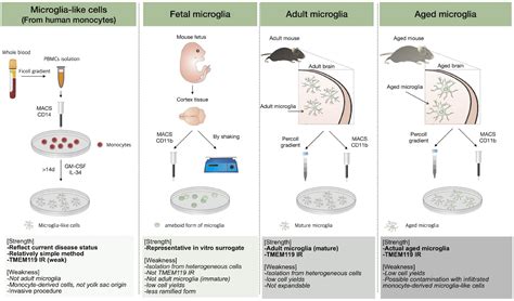 Frontiers | Aged Microglia in Neurodegenerative Diseases: Microglia Lifespan and Culture Methods