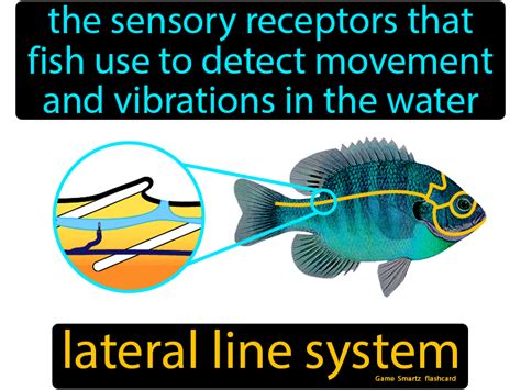 Lateral Line System - Easy Science | Easy science, Flashcards, System