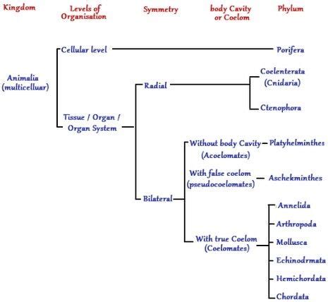 Animal Kingdom Classification Chart by James - Infogram | Animal ...