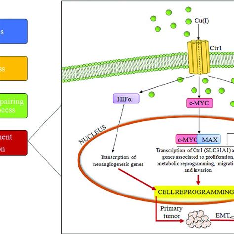 Copper absorption and bioavailability. The absorption and distribution... | Download Scientific ...