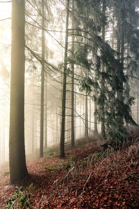 Teutoburg Forest - Part I - www.instagram.com/coffee.hike.shoot | This ...