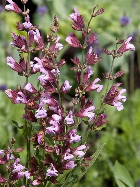 Salvia officinalis (West Indian sage): Go Botany