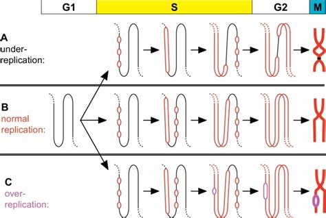 Ensuring precise chromosome replication. A small segment of chromosomal... | Download Scientific ...