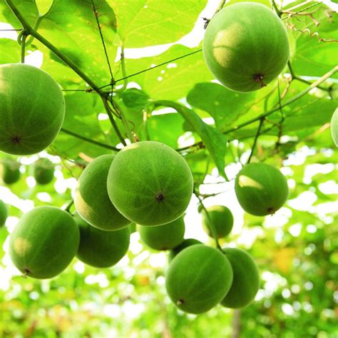 Monksfruit Tree Seeds (Siraitia grosvenorii) [PACKET ONLY] – Frozen Seed Capsules™