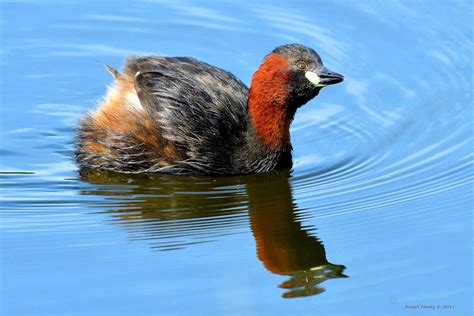 Little Grebe by Russell Finney - BirdGuides