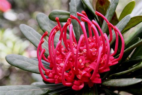 Waratah flower | Found on the circuit walk Cradle Mountain t… | Flickr