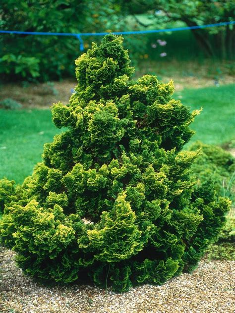 Branching Out: A Guide to Conifers | Garden shrubs, Conifers garden, Evergreen garden