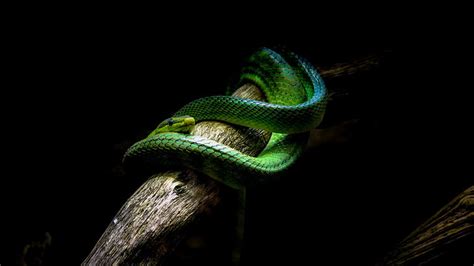 HD wallpaper: green snake, nature, animals, vipers, branch, black ...