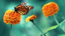 Orange Butterfly Free Stock Photo - Public Domain Pictures