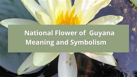 What is the national flower of Guyana, Meaning and Symbolism