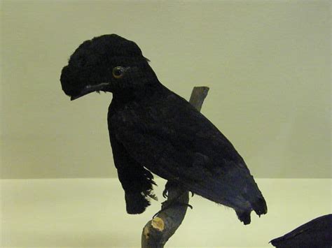 Umbrellabird - A-Z Animals