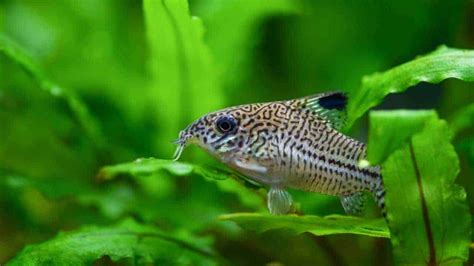 How to Breed Corydoras Catfish: Breeding Tank & Rasing Hatched Fry