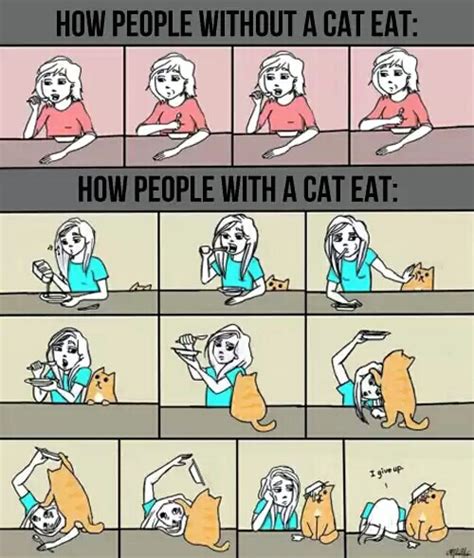 How cat owners eat ~ 9humors