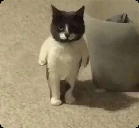 Standing Cat Meme Template