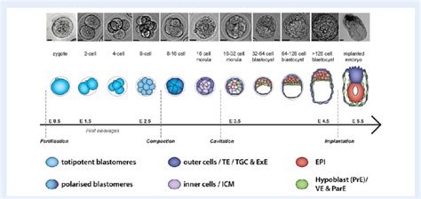 Mouse Embryo Development Timeline