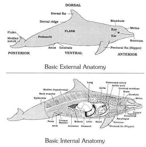 Dolphin Anatomy - Dolphin Research Center