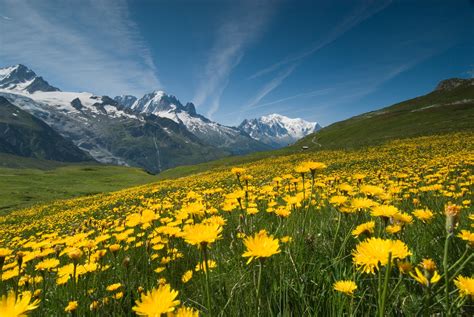 Meadow of Yellow Flowers and Mountains | Flickr - Photo Sharing!