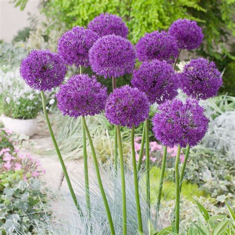 ALLIUM PURPLE SENSATION FLOWER BULBS PLANT PERENNIAL TALL SPRING ...