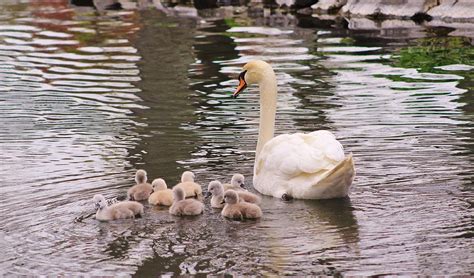 Swan and Cygnets Photograph by Karen Silvestri - Pixels