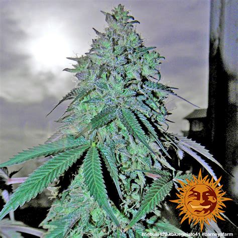 ! BLUE GELATO 41™ Cannabis Seeds | BARNEYS FARM®