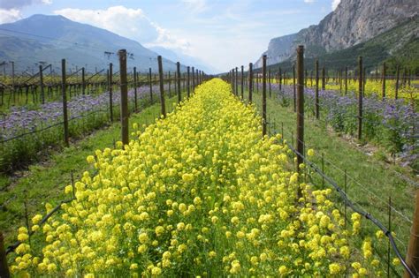 Sustainability and biodiversity in mountain viticulture: Ferrari Winery ...