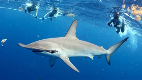 When is Shark Week 2023? Here's the lineup and how to stream