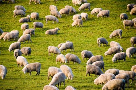 What Is a Group of Sheep Called? - Sheep Collective Nouns - Online Field Guide