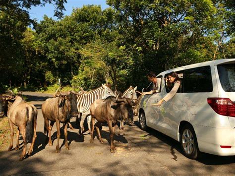 Taman Safari Prigen Tickets (Jawa Timur) - Easy Access : Harga Promo 2021 di Traveloka Xperience.