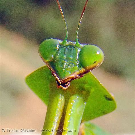 praying mantis, head closeup