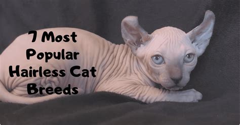 7 Most Popular Hairless Cats - Coops And Cages Australia