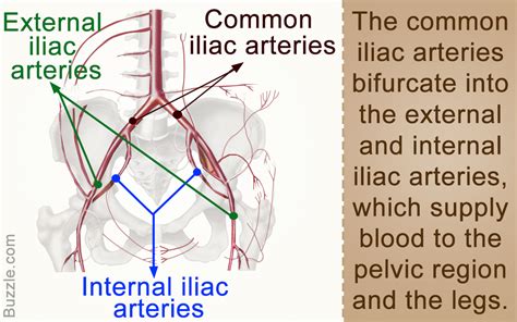 Anatomy and Function of the Common Iliac Artery With Labeled Diagrams - Bodytomy