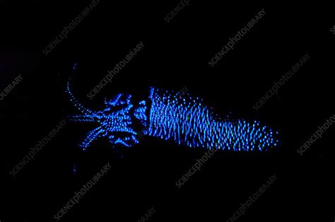 Firefly Squid - Stock Image - C002/2746 - Science Photo Library