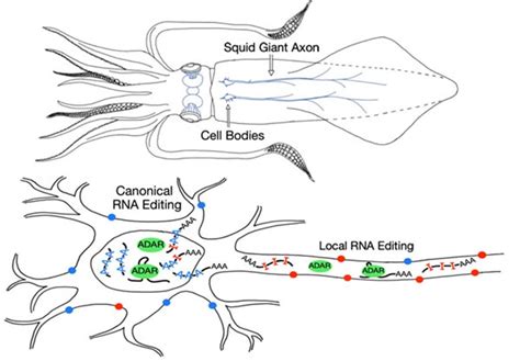 “Superpower” Discovered in Squids: They Can Massively Edit Their Own Genetics