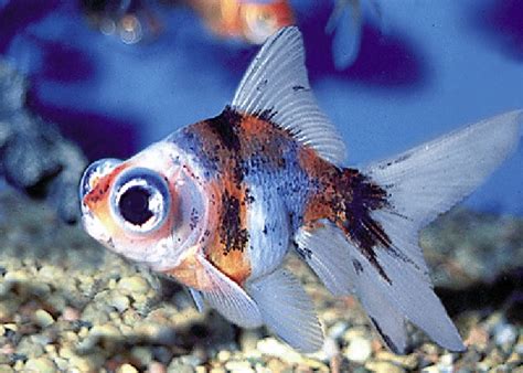 Calico Moor Goldfish "Carassius auratus"- 2" – 1 Fish 2 Fish Dartmouth