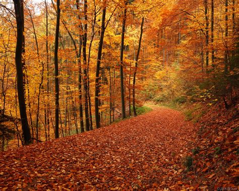 Autumn Road | Mountain Photographer : a journal by Jack Brauer